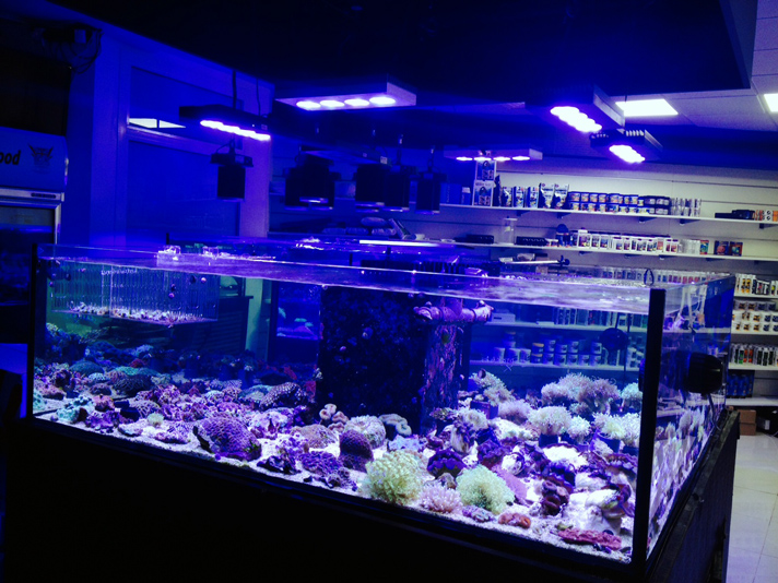 DISPLAY AQUARIUM 2 DD The Aquarium Solution